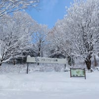 せたがや梅まつり