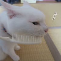 専用よりも