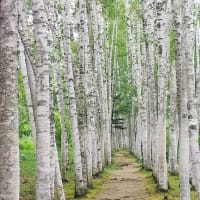行き当たりばったりの北海道⑤　塩狩~富良野~清里