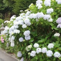 大瀧山 西法院～2025年6月22日