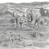 巨大陸獣「GFSマストドン」（G. F. S. Mastodon）と、北米マストドン科の進化史！【決定版】