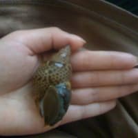白バイです。乗物ではないです（その１）