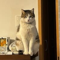 愛猫ハッピーの安心トイレ