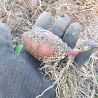 鈴なり唐辛子と、ウコンの花！