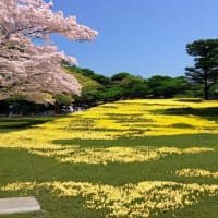 黄色い花の咲く狭山湖