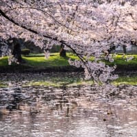 弘前城の満開桜　その２