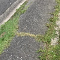 ヒメイワダレソウが道路まで
