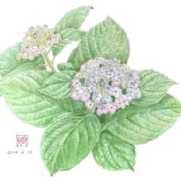 オタフクアジサイ（ウズアジサイ）