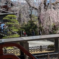 久遠寺の桜