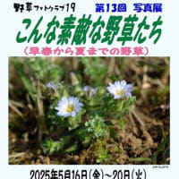 柏の葉公園での第１３回写真展「こんな素敵な野草たち（早春から夏の野草）」