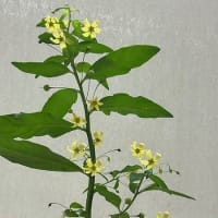 モロコシソウの花が咲いた。