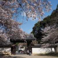 醍醐寺 総門の桜