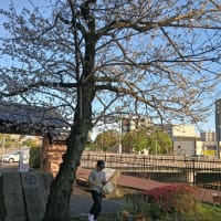公園の花見
