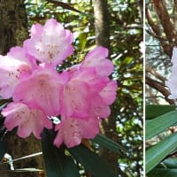 京都・天ヶ岳「シャクナゲ尾根」は満開でした。