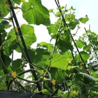 夏野菜豊作