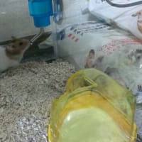 みつまめさん初お披露目