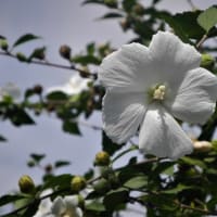 9.11 鎮魂の花としてささげる白のムクゲ 