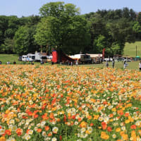 武蔵丘陵森林公園のポピー2025