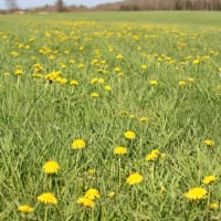春の牧草地