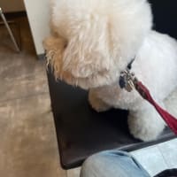 今日は🐩💉