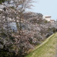 桜満開　in戸倉上山田温泉