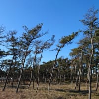 結跏趺坐のマル秘テク教えますw 新 からっぽ禅蔵 結跏趺坐のマル秘テク教えますw 新 からっぽ禅蔵