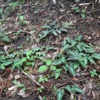久し振りに金剛山に登った２