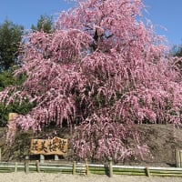 しだれ梅