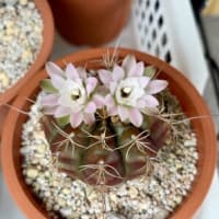 サボテンの花