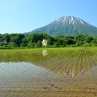 田植えの後の稲田１）羊蹄山