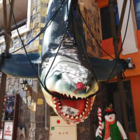 北谷町美浜：赤とうがらし