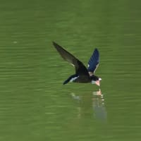 ハリオアマツバメさんから涼を　Ⅱ