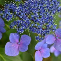 蒼いちいさな星の花。