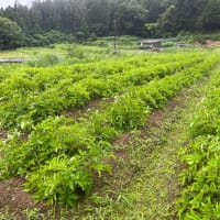 じゃがいも試し掘り