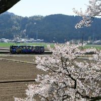 朝倉遺跡の桜