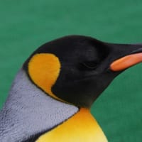 王様ペンギンの個性と年齢　１
