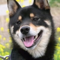 ありがとう