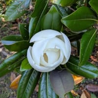 梅雨の合間に植物園で深呼吸。