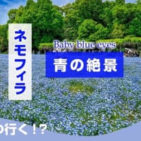 【4K絶景】長居植物園 『ネモフィラフェア』大阪が一面ブルー絶景に!行ってきた🌸女子旅 | 一人旅 | バス 行き方 #ネモフィラ　#長居公園