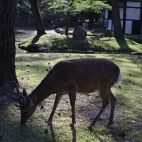奈良の鹿たち