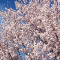 ケイオウ桜が満開