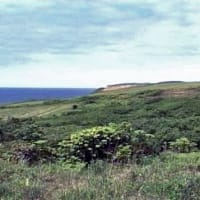 海鳥のサンクチュアリ　天売島と森林浴を楽しむメルヘンの焼尻島　６５回目　焼尻島