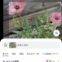 ヒナゲシさんですか？