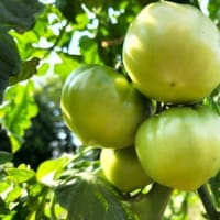 夏野菜の収穫