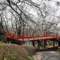 福泉寺の桜　2024　