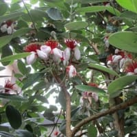 入梅直前のわが家の花々