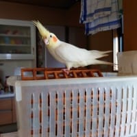 こはくちゃん初対面