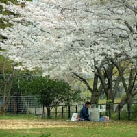 桜の下