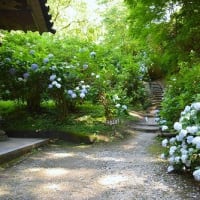 岩船寺の紫陽花