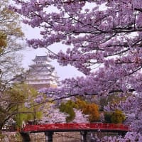 今日の姫路城 と 桜 ’24.4.6